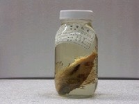 藏品(新石狗公)的圖片